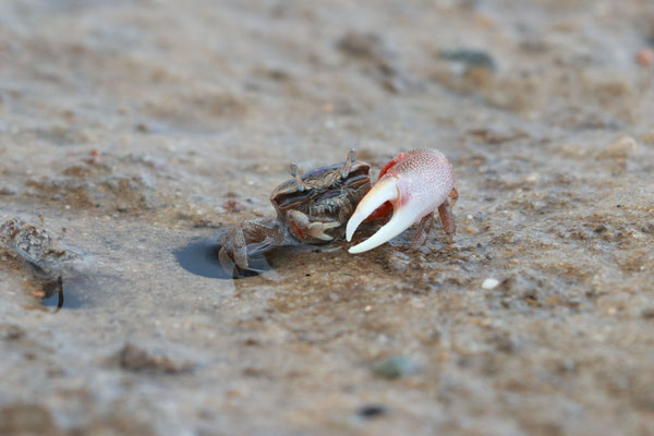 Crabe violoniste, Mass Audubon's Wellfleet Bay Wildlife Sanctuary, Cape Cod National Seashore, MA, USA. Canon EOS 80D, EF 70-300mm f/4-5.6 IS II USM à 300mm, f/9, 1/80 s, 120 ISO