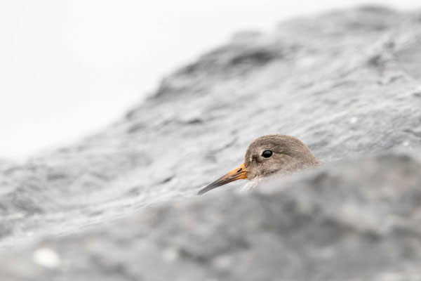 Bécasseau violet (Purple Sandpiper), Barnegat Lighthouse State Park, NJ