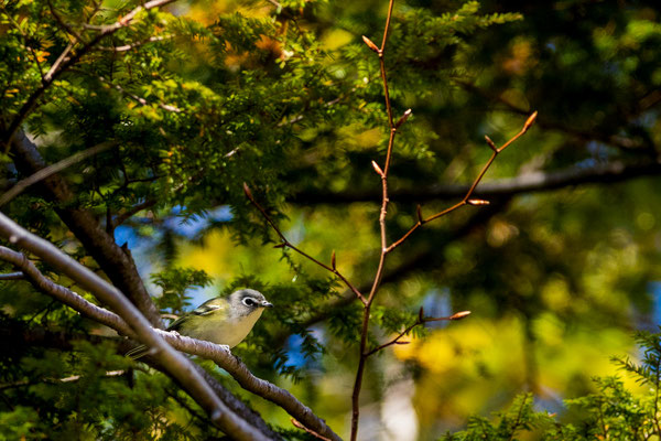 Viréo à tête bleue (Blue-headed vireo).  Crédit photo @Laetitia