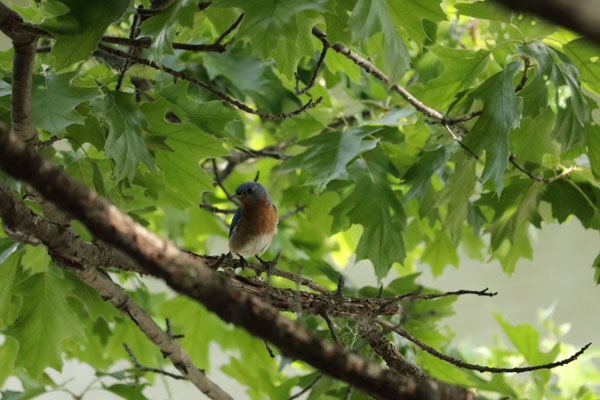 Peebles Island, NY, USA. Canon EOS 80D, EF 70-300mm f/4-5.6 IS II USM à 300mm, f/5,6, 1/1000 s, 6400 ISO