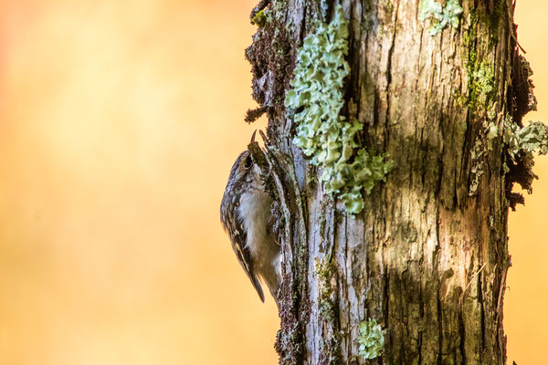 Grimpereau brun (Brown creeper). Crédit photo @Laetitia