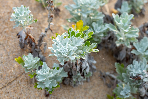 (Armoise de Steller / Hoary mugwort) Crédit photo @Ulysse