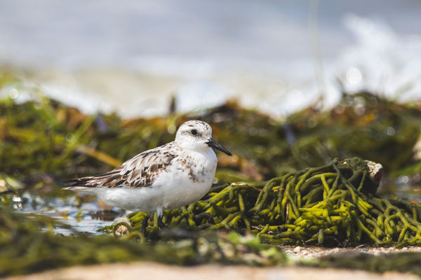 Bécasseau sanderling Crédit photo @Laëtitia