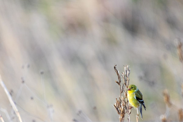 Chardonneret jaune (American Goldfinch) Albany Pine Bush preserve - Crédit photo @Laetitia