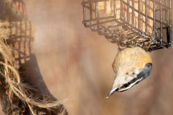 Sittelle à poitrine rousse (Red-breasted nuthatch)