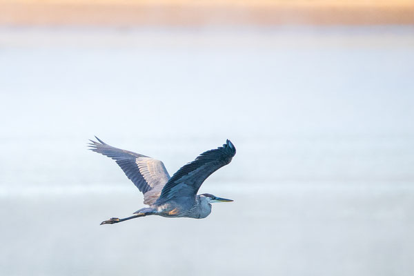 Grand Héron (Great Blue Heron) Crédit photo @Laëtitia