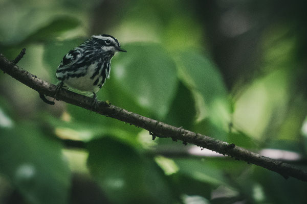 Black and White Warbler (Paruline noir et blanc), Shawangunk Ridge, NY, USA