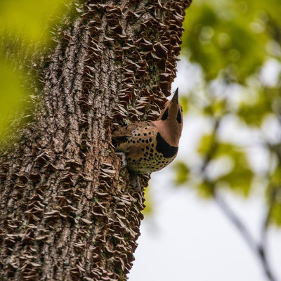 Pic flamboyant (Northern Flicker) - Troy - Crédit photo @Laetitia