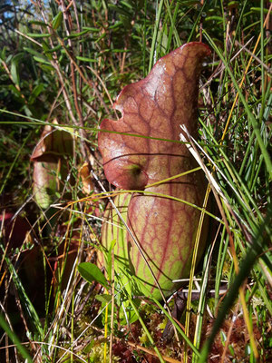 Spring bog. plantes carnivores (Sarracenia purpurea)