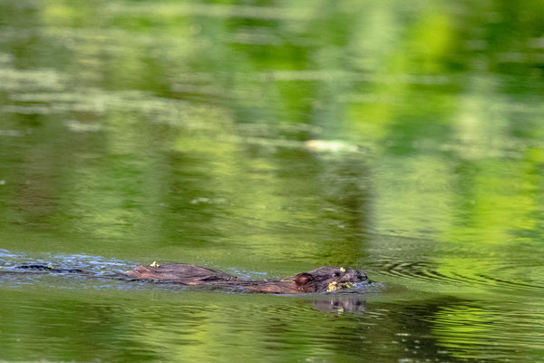 Le retour du rat musqué lors d'une énième expédition au bord d l'étang