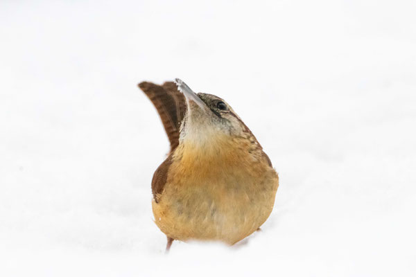 Troglodyte de Caroline (Carolina wren), Troy, NY