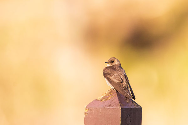 Hirondelle à ailes hérissées (Northern Rough-winged Swallow) Five rivers - Crédit photo @Laetitia