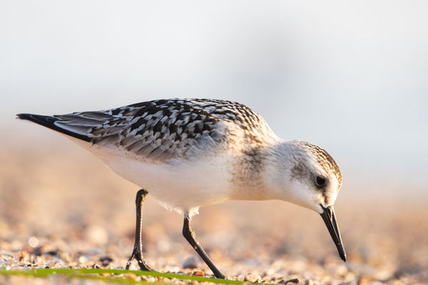 Bécasseau sanderling Crédit Photo @Laëtitia