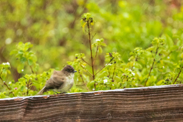 Pauvre moucherolle phébi s'ébrouant sous la pluie (Eastern Phoebe)