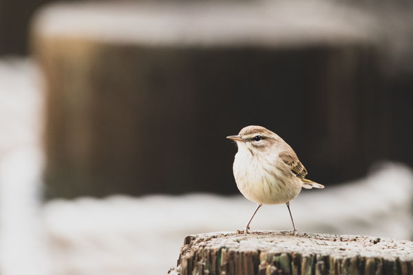 et voilà une meilleure photo de la paruline à couronne rousse (Palm warbler)