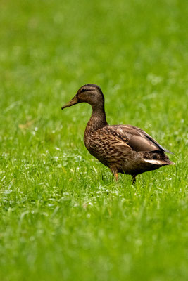 Réserve du Grand-Laviers: colvert