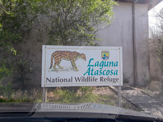 Pas d'ocelot en vue ! Laguna Astascosa National Wildlife Refuge