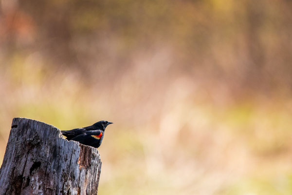 Carouge à épaulettes (red-winged blackbird) Albany Pine Bush preserve - Crédit photo @Ulysse