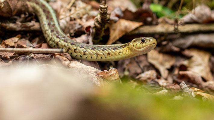 Garter Snake - Rock Lake Crédit Photo @Ulysse