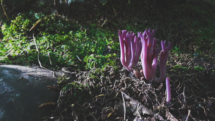 Clavaire de Zollinger (Clavaria zollingeri) Crédit Photo @Laëtitia