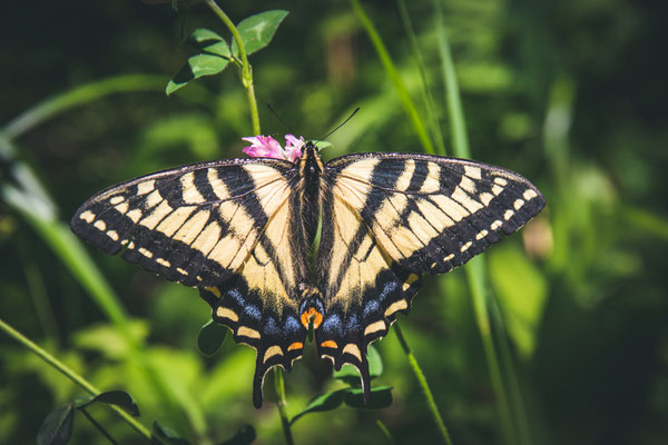 Papillon glauque (Eastern Tiger swallowtail) Crédit Photo @Laëtitia