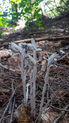 Monotrope uniflore (Ghost pipes) Crédit Photo @Laëtitia