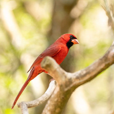 Cardinal mâle  - Sabal Palm Sanctuary.
