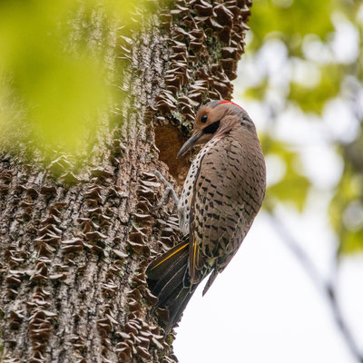 Pic flamboyant (Northern Flicker) - Troy - Crédit photo @Laetitia