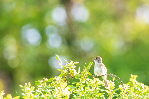 Pioui de l'Est (Eastern Wood-Pewee) Five rivers - Crédit photo @Laëtitia