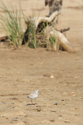 Wasque Wildlife Refuge, Chappaquiddick Island, Martha's Vineyard, MA, USA. Canon EOS 80D, EF 70-300mm f/4-5.6 IS II USM à 300mm, f/9 1/400 s, 400 ISO