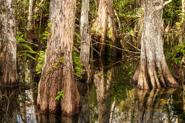 Cypress strands. Crédit photo@Ulysse