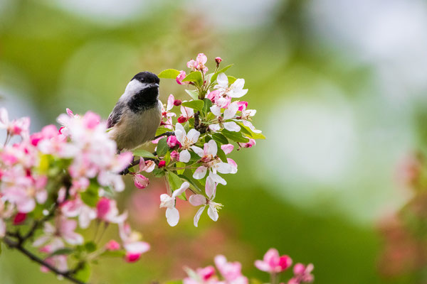 Mésange à tête noire. (Black- Capped Chickadee) - Troy - Crédit photo @Laetitia