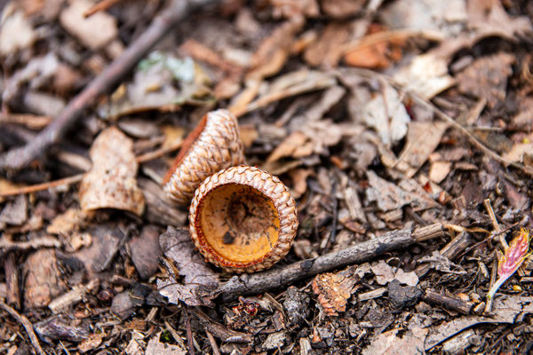 Albany Pine Bush preserve - Crédit photo @Ulysse