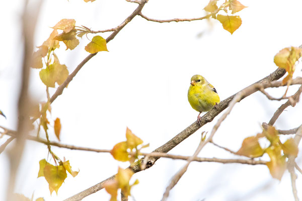 Chardonneret jaune (American Goldfinch) - Troy - Crédit photo @Laetitia