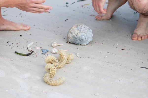 Lightening whelk avec le boyau qui contient les oeufs au premier plan , une taille intermédiaire et très avancée à l'arrière plan. Crédit Photo @Laetitia