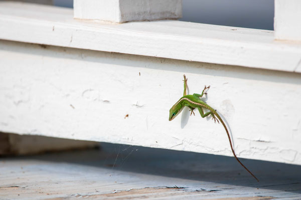 Anole vert - Sabal Palm Sanctuary.