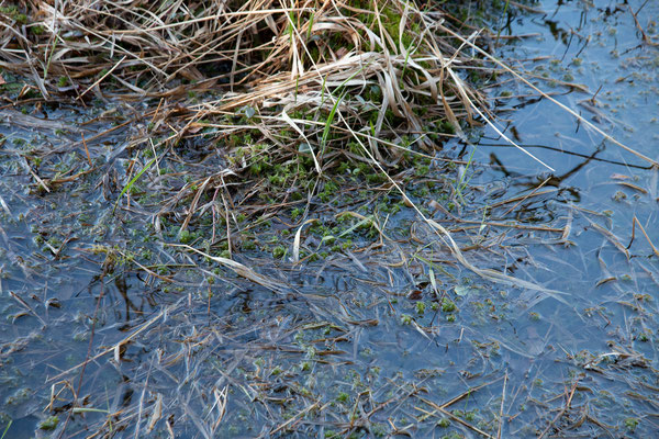 Saurez-vous trouver la minuscule Rainette crucifère (spring peeper) ? - Dyken Pond - - Crédit Photo @Ulysse 