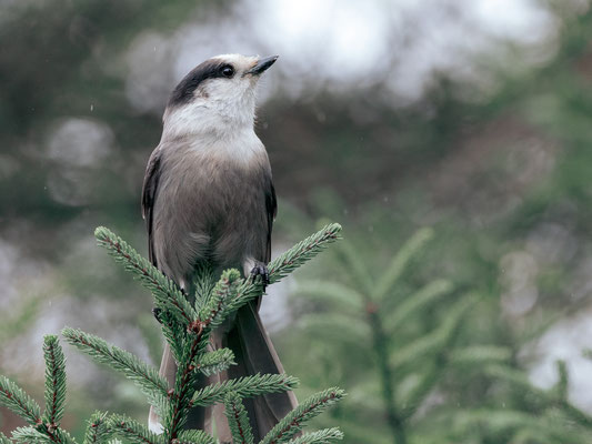 Mésangeai du Canada (Canada Jay).  Bloomingdale bog - Crédit photo@Laëtitia