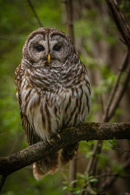 Chouette rayée (Barred owl) Mohawk-Hudson Bike-Hike Trail - Crédit photo @Laëtitia