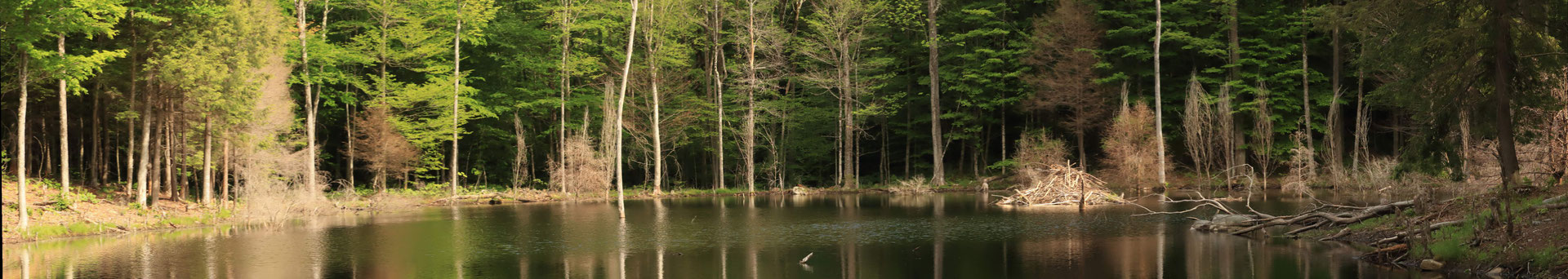 L'étang du Castor. Buck Mountain, NY, USA. Canon EOS 80D, EF 70-300mm f/4-5.6 IS II USM à 76mm, f/11, 1/100 s, 1250 ISO