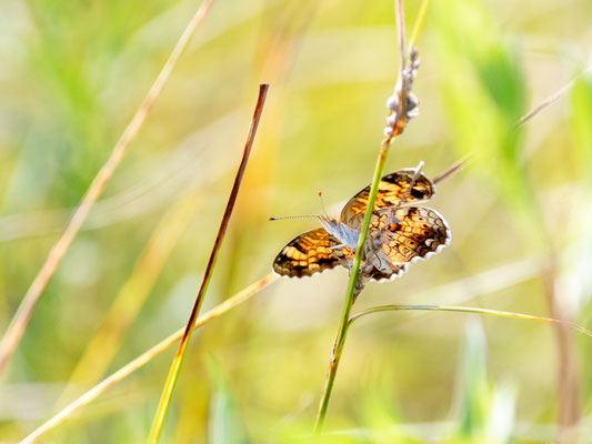  Washington County Grasslands Wildlife Management Area Crédit Photo @Laëtitia