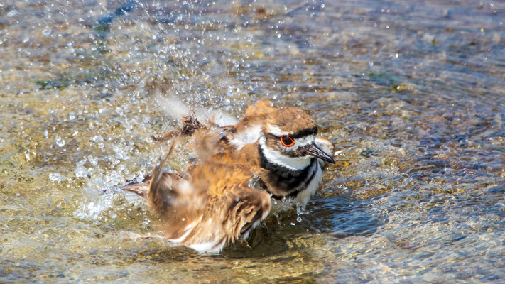 Pluvier kildir en plein bain