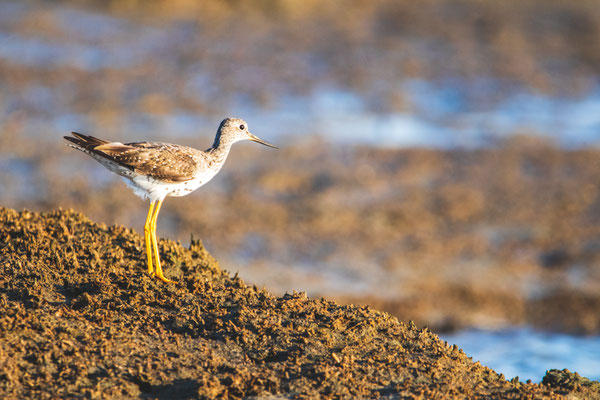 Chevalier (Yellowlegs). Crédit photo @Laëtitia