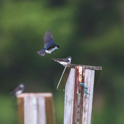 Hirondelle bicolore (Tree swallow) - Five Rivers - Crédit photo @Laëtitia