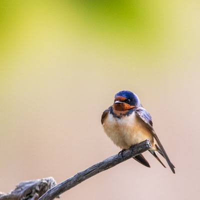 Hirondelle rustique (Barn Swallow) Albany Pine Bush preserve - Crédit photo @Laetitia