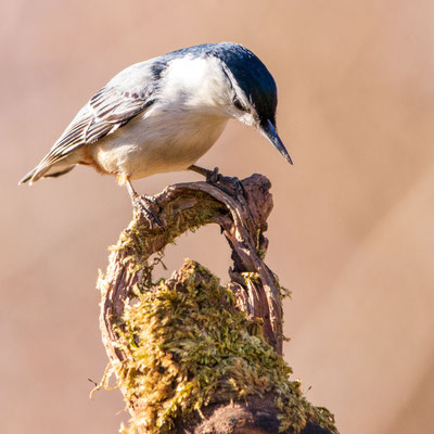 Sitelle à poitrine blanche (white breasted nuthatch). Crédit photo@Laetitia 