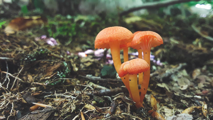 Genre Hygrocybe?? Crédit Photo @Laëtitia