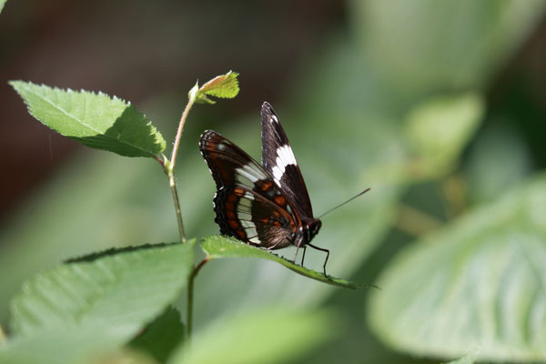 White Admiral, Nine Corner Lake, NY, USA. Canon EOS 80D, EF 70-300mm f/4-5.6 IS II USM à 300mm, f/5,6, 1/250 s, 400 ISO