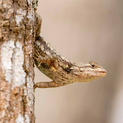 Lézard épineux - Sabal Palm Sanctuary.