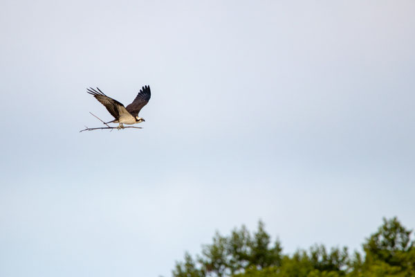 Balbuzard pêcheur en train d'aménager son nid. Crédit photo@Laetitia